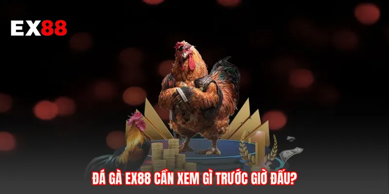 Đá gà EX88 cần xem gì trước giờ đấu?